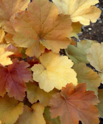 Heuchera Caramel