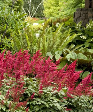 Astilbe Fanal