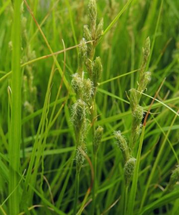 Carex Muskingumensis