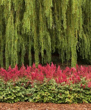 Astilbe Fanal