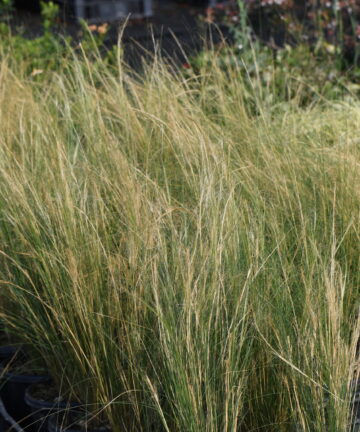 Stipa tenuissima Pony Tails