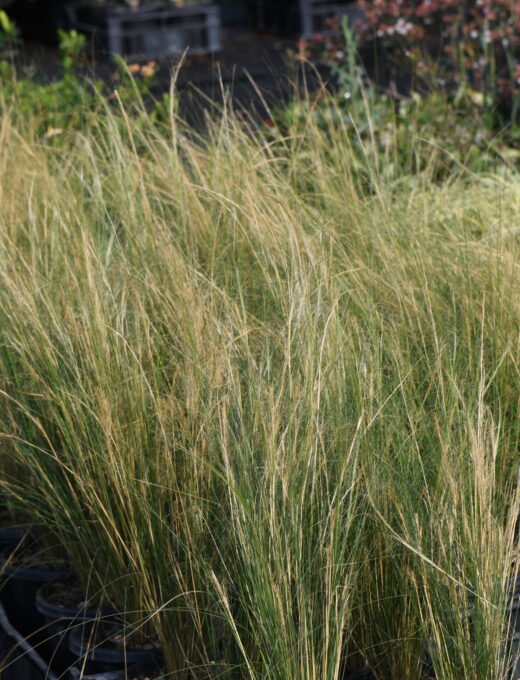 Stipa tenuissima Pony Tails