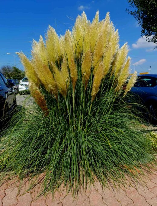 Cortaderia selloana Pumila