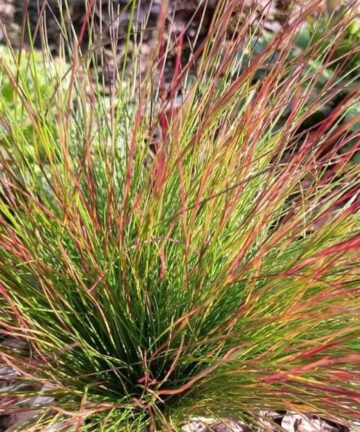 Festuca Walberla