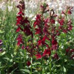Lobélia speciosa Fan Burgundy