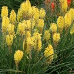 Kniphofia Poco Yellow