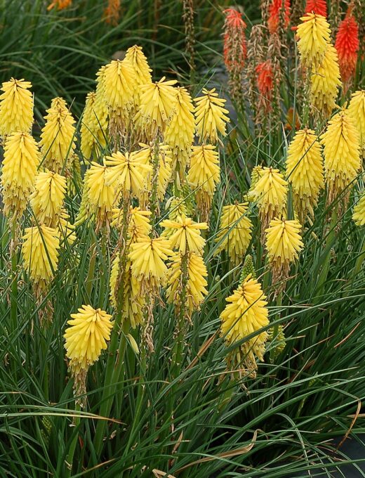Kniphofia Poco Yellow