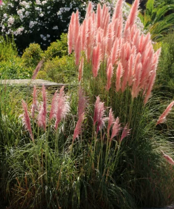Cortaderia selloana Rosea