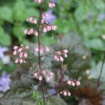 Heuchera XXL
