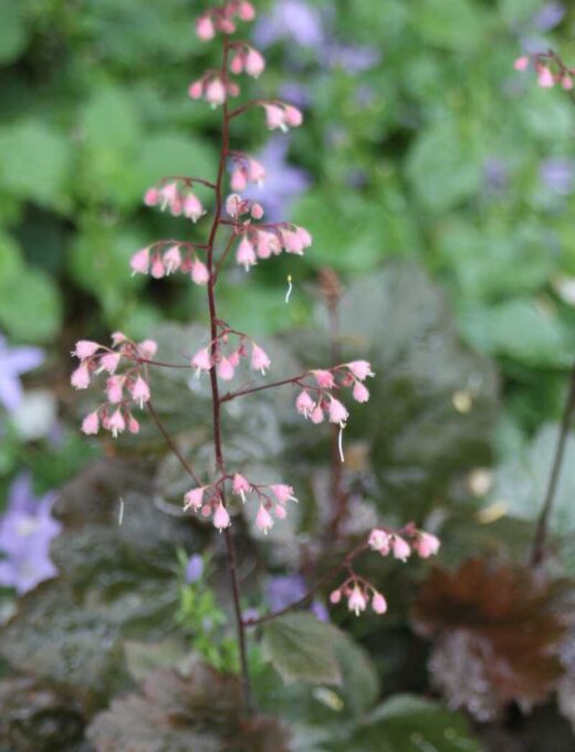 Heuchera XXL