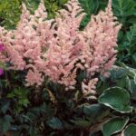 Astilbe Peach Blossom
