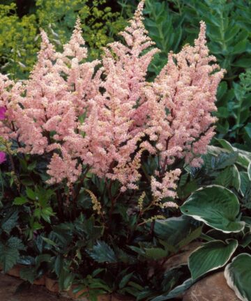 Astilbe Peach Blossom