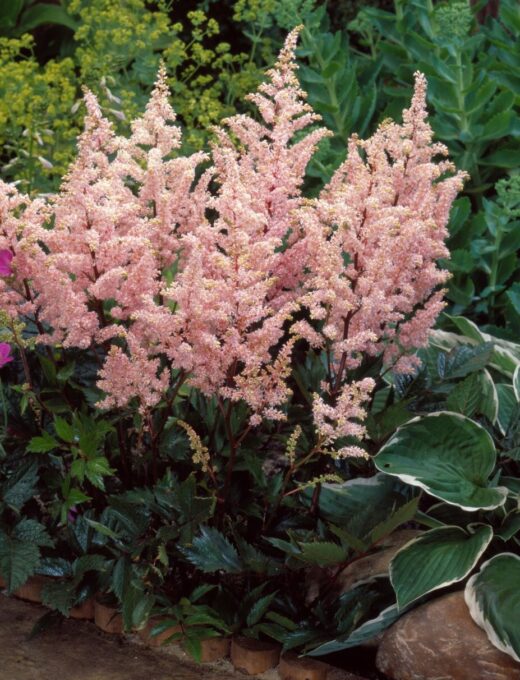 Astilbe Peach Blossom