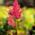 Astilbe Japonica Bonn