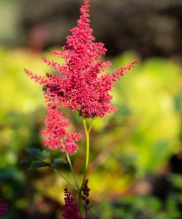 Astilbe Japonica Bonn