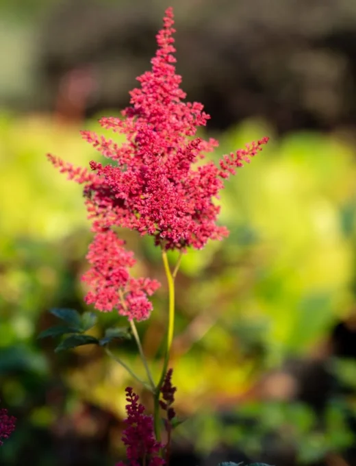 Astilbe Japonica Bonn