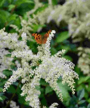 Astilbe Brautschleier