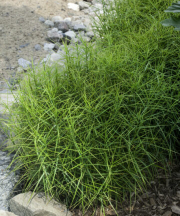 Carex Muskingumensis