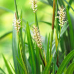 Carex Irish Green