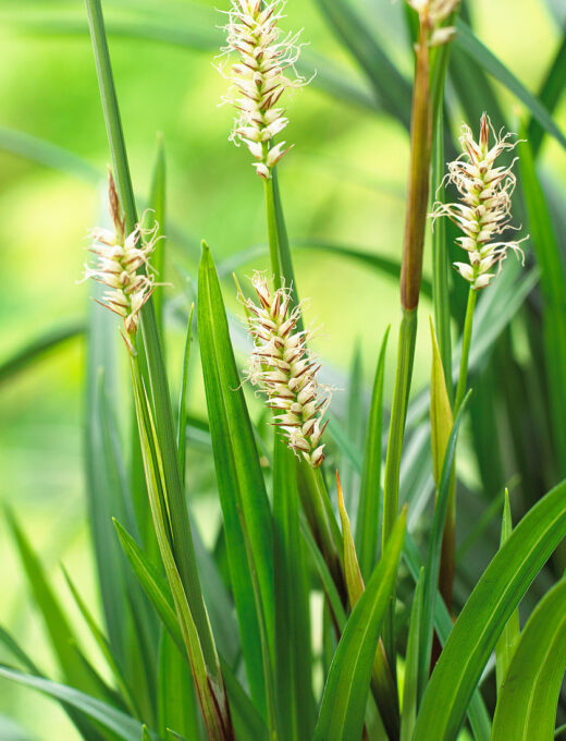 Carex Irish Green