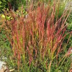 Imperata cylindrica 'Red Baron'