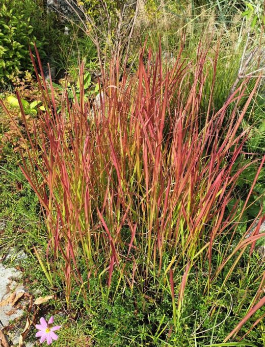 Imperata cylindrica 'Red Baron'