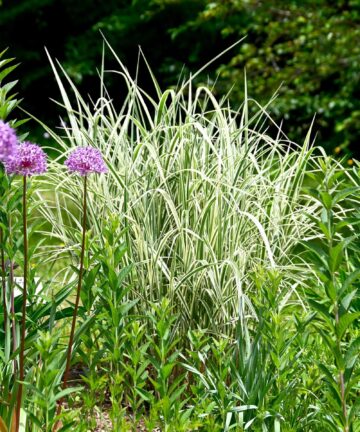 Miscanthus sinensis Variegatus