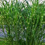 Miscanthus sinensis Strictus