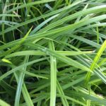 Carex Irish Green