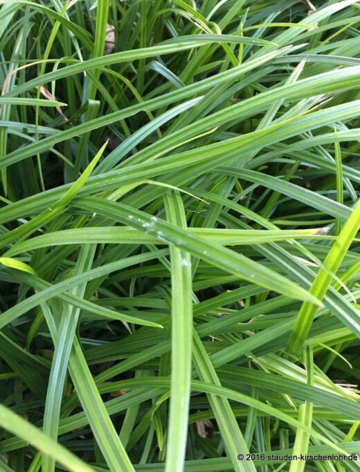 Carex Irish Green