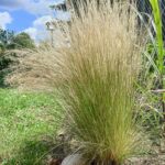 Stipa tenuissima Pony Tails