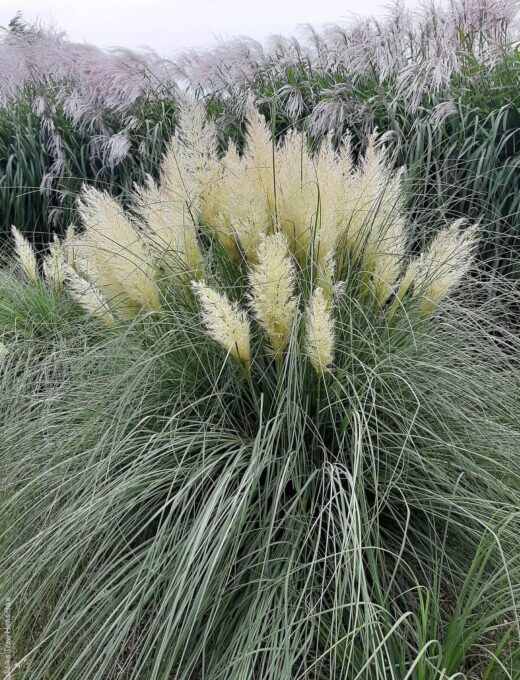 Cortaderia selloana Pumila