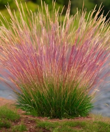 Festuca <br> 'Walberla'