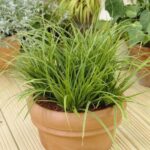 Carex Irish Green v kvetinaci