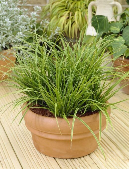 Carex Irish Green v kvetinaci