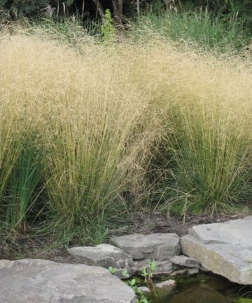 Deschampsia Goldtau
