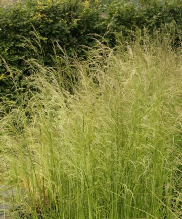 Deschampsia Tautrager