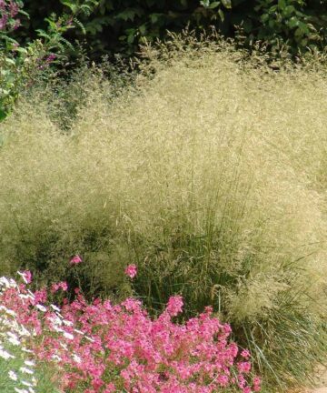 Deschampsia Goldtau