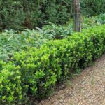 Euonymus