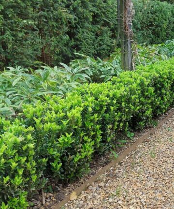 Euonymus