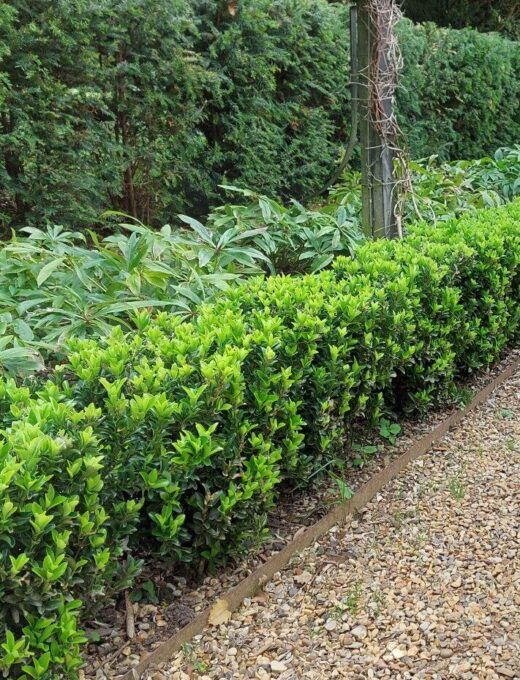 Euonymus