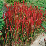Imperata cylindrica Red Baron