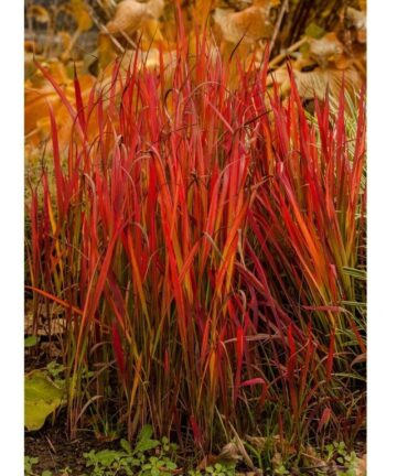 Imperata cylindrica Red Baron