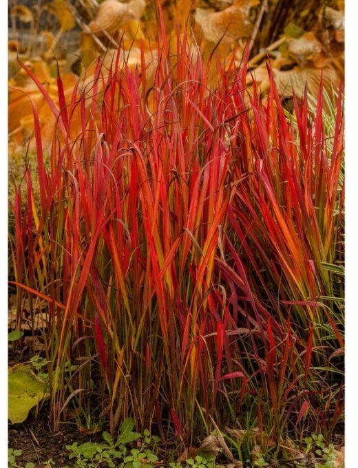 Imperata cylindrica Red Baron