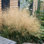 Deschampsia Goldtau