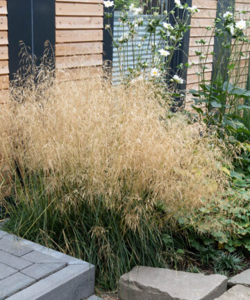 Deschampsia Goldtau