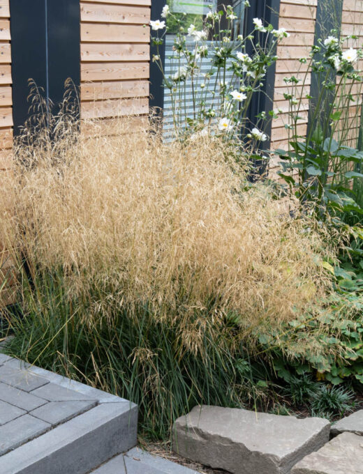 Deschampsia Goldtau