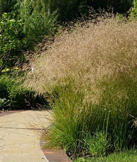 Deschampsia <br> Tautrager