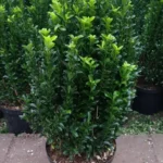 Euonymus