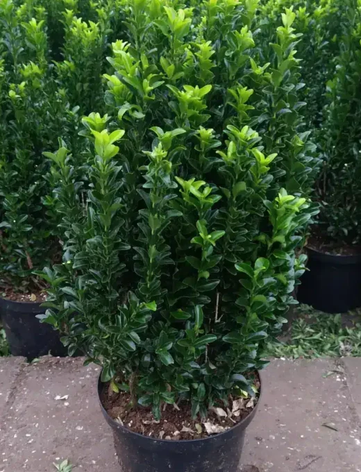 Euonymus